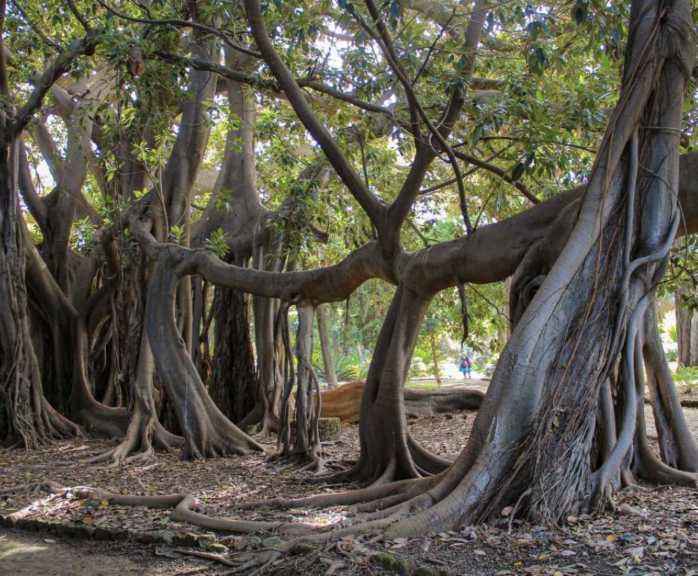 Le radici aeree del Ficus macrophylla