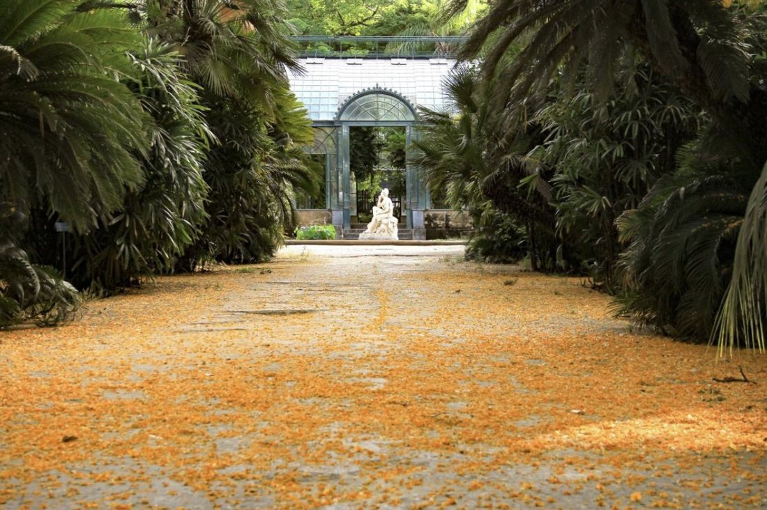 Il viale dell'Orto verso la serra, coperto di fiori caduti