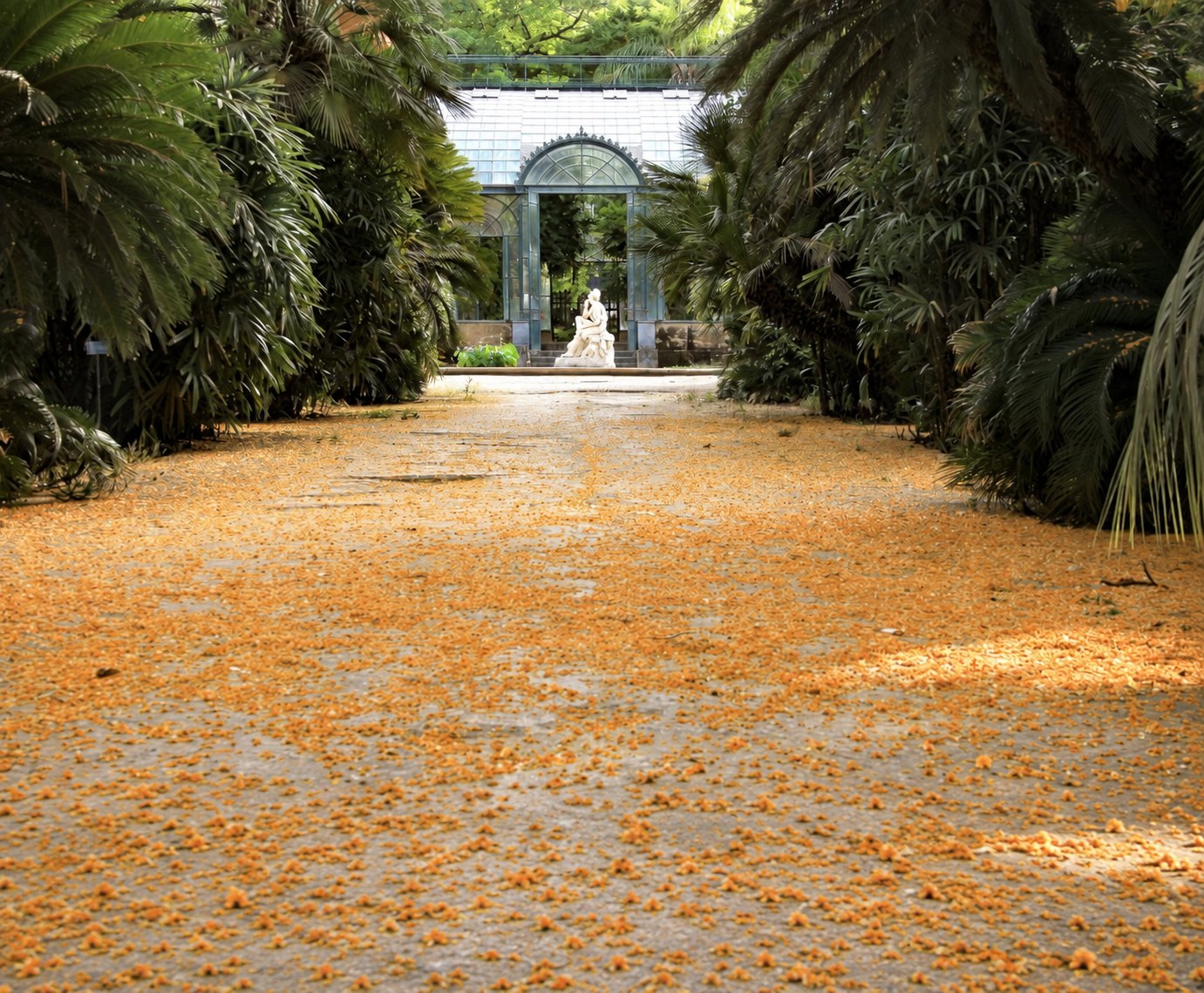 Il viale dell'Orto verso la serra, coperto di fiori caduti